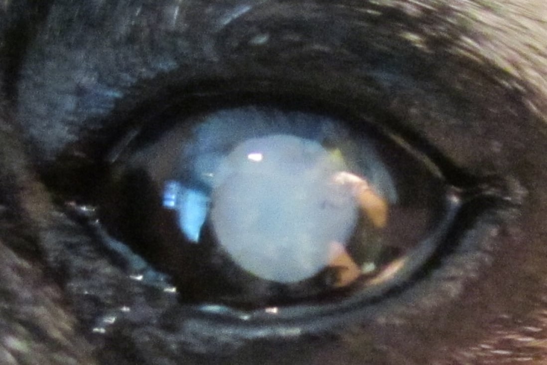 Eye drop tests on dogs offer hope of nonsurgical cure for cataracts