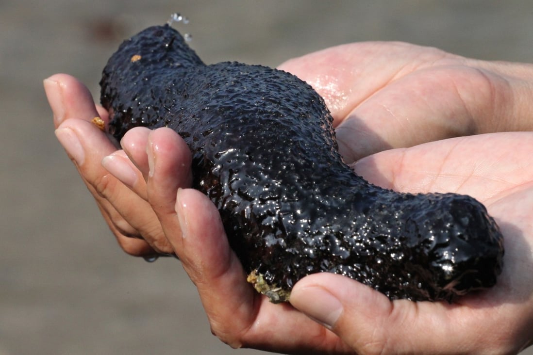 Sea cucumbers are a Chinese delicacy and can be worth more per gram than gold. Photo: Felix Wong