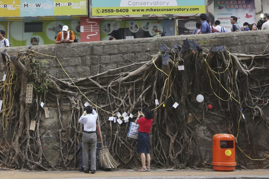 A mass of stumpy roots clinging to the stone wall is all that remains of four banyan trees that succumbed to the government's axe on Bonham Road, Sai Ying Pun, without warning on Friday night. Photos: David Wong