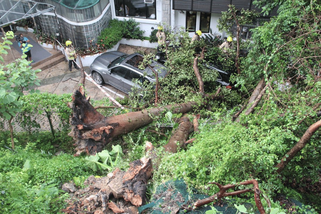 The fallen tree in Repulse Bay. Photo: SCMP 