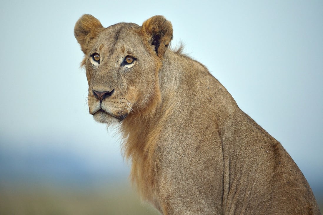 A young lion is seen in Kenya as controversy erupted over the trophy killing of Cecil the Lion. A lot of methods will be need to preserve the shrinking numbers of lions and other wild animals. Photo: AFP