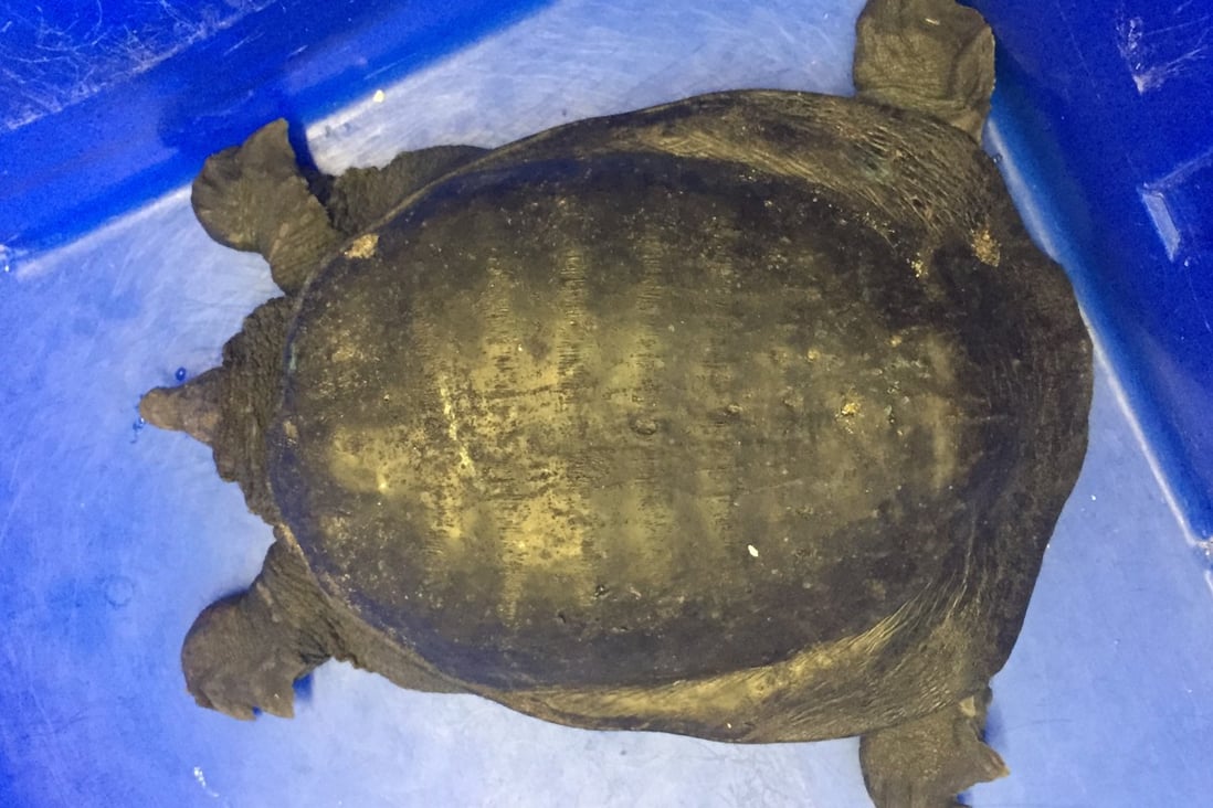 Long way from home?  This Chinese soft-shelled marsh turtle was found in Boston. Photo: AP