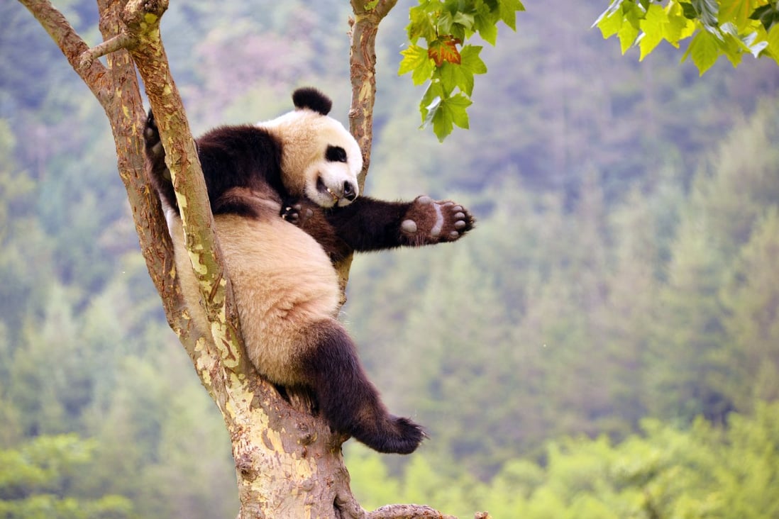 While pandas spend most of their time lazing around, people in Chengdu, Sichuan province - known for its panda sanctuaries and spicy hot pot - have been working hard to prosper. Photo: Xinhua