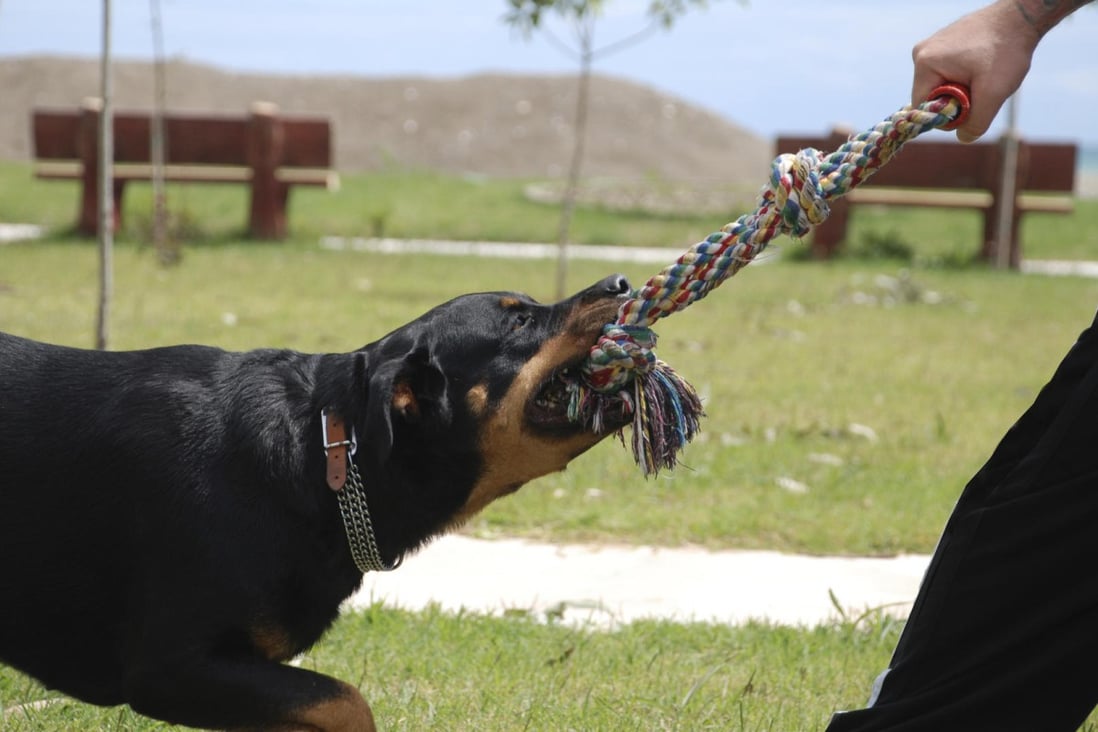 Possessive aggression in dogs occurs when the animal is defending its resources, such as toys. Photo: Thinkstock