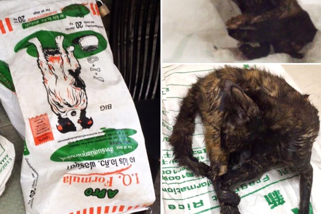 Cat and two of her kittens suffocate after being abandoned outside Hong