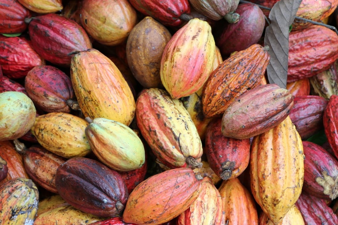 To'ak uses cacao beans from various kinds of cacao fruits to make its chocolate.
