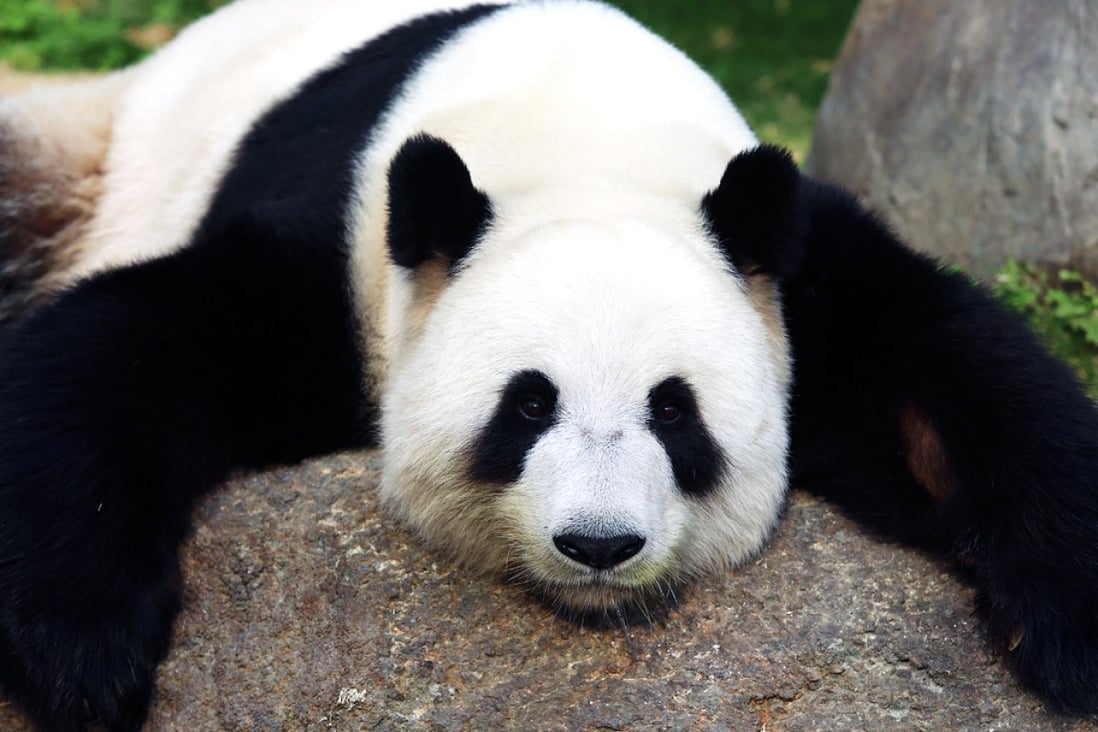 Giant panda Ying Ying is due to deliver a cub within a week. Photo: Sam Tsang