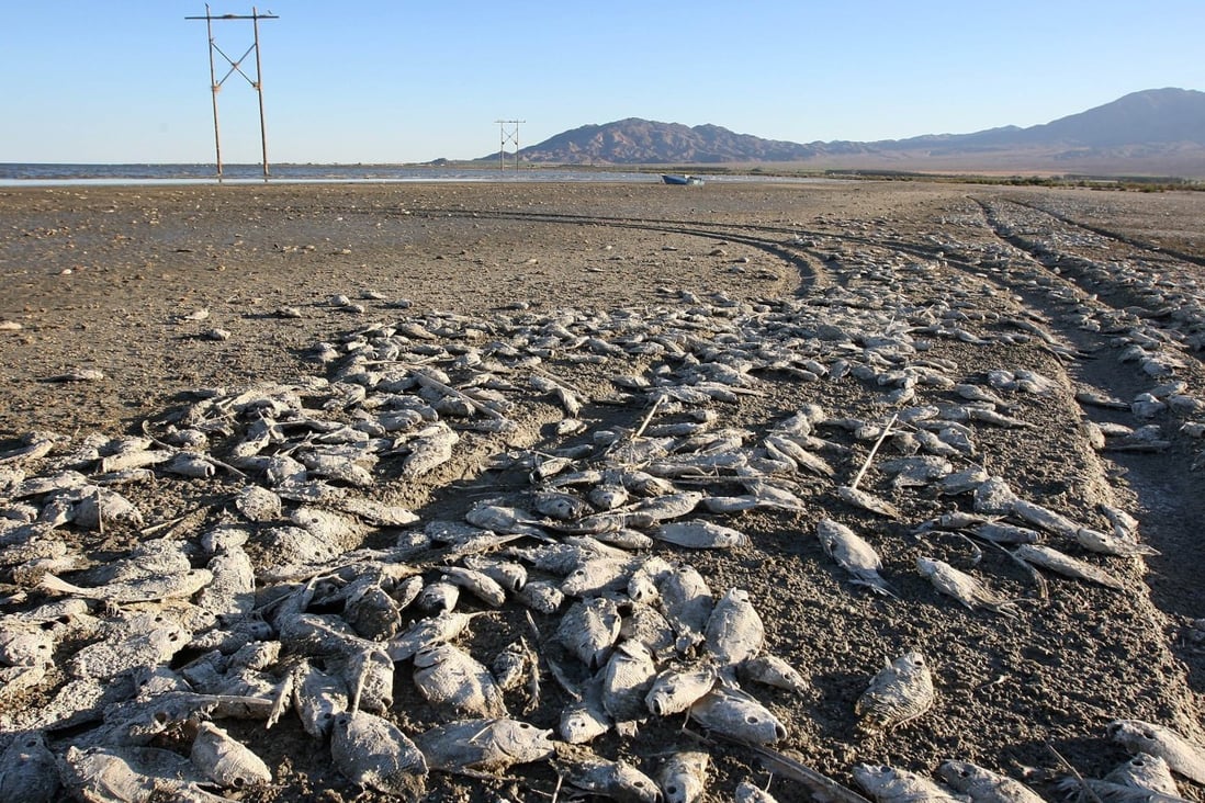 Dead fish on the shore of the Salton Sea in northern California in 2012. Claire Vaye Watkins' debut novel imagines ecological catastrophe has overwhelmed the western US. Photo: AFP