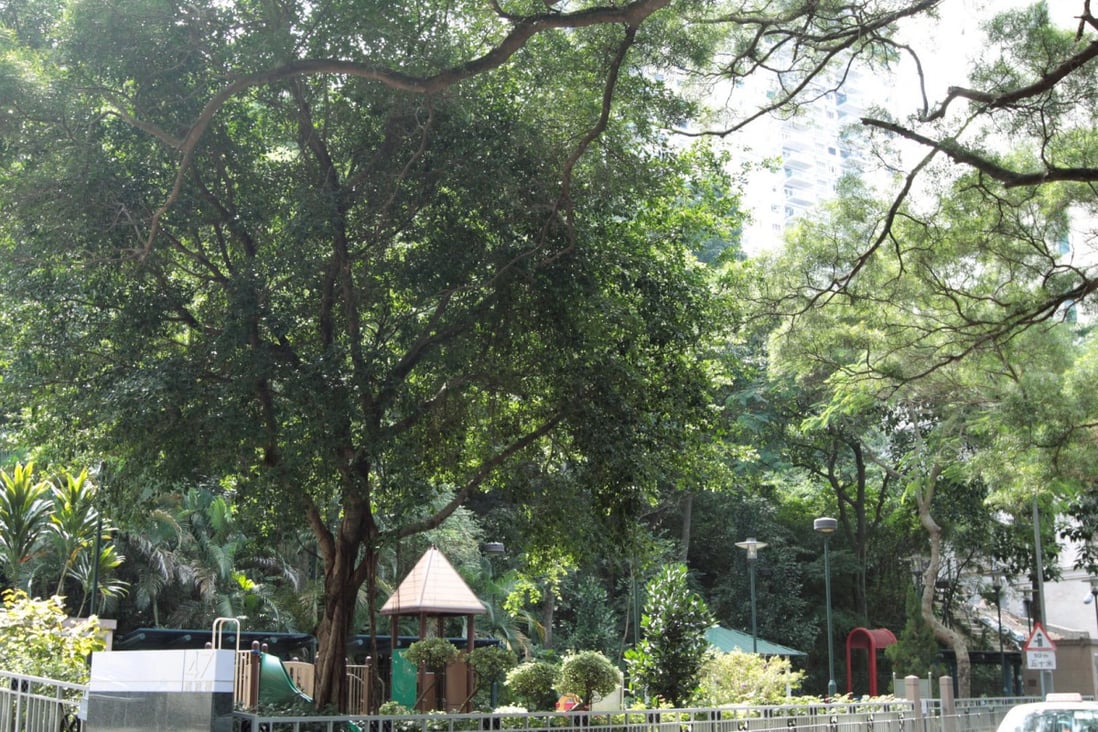 Expert say old trees, such as this one in Conduit Road, Mid-Levels, are threatened by maintenance that can cause decay. Photo: SCMP Pictures