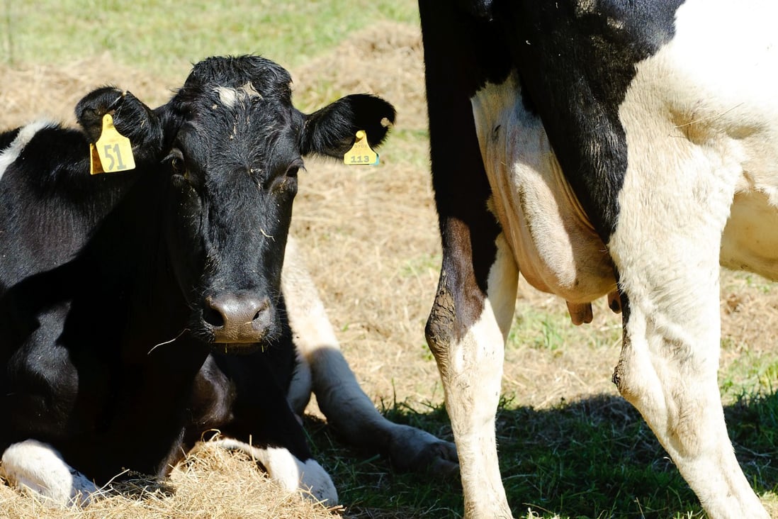 Spoiled milk Hong Kong court hears mainland Chinese businessman