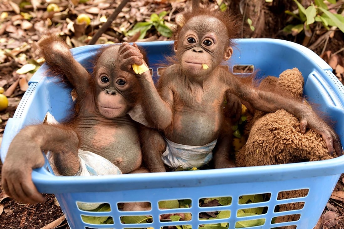 Baby orangutans, which had previously suffered from respiratory problems, sitting in a basket at a nursery in the rehabilitation centre operated by the BOSF on the outskirts of Palangkaraya in Central Kalimantan.  Photo: AFP
