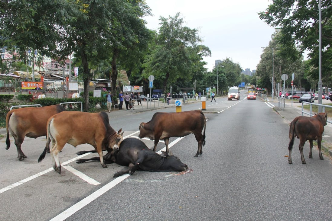 A herd of cows crowds round the injured animal. Photos: SCMP Pictures