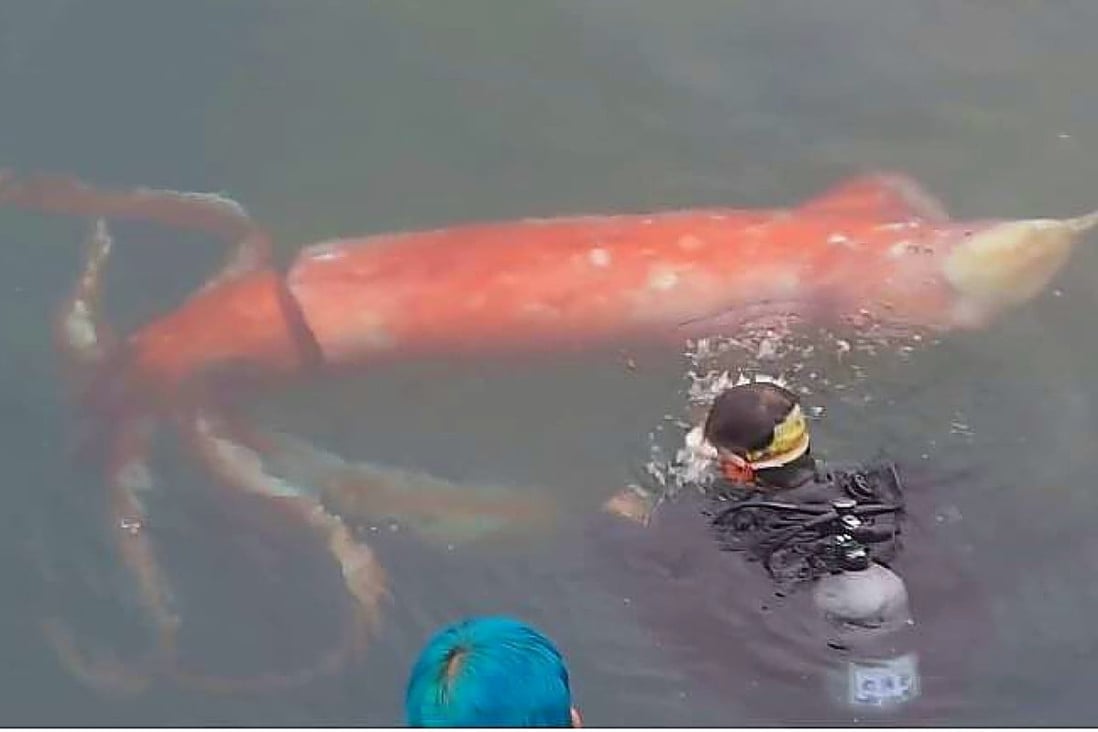Incredible footage shows diver swimming with giant squid alongside