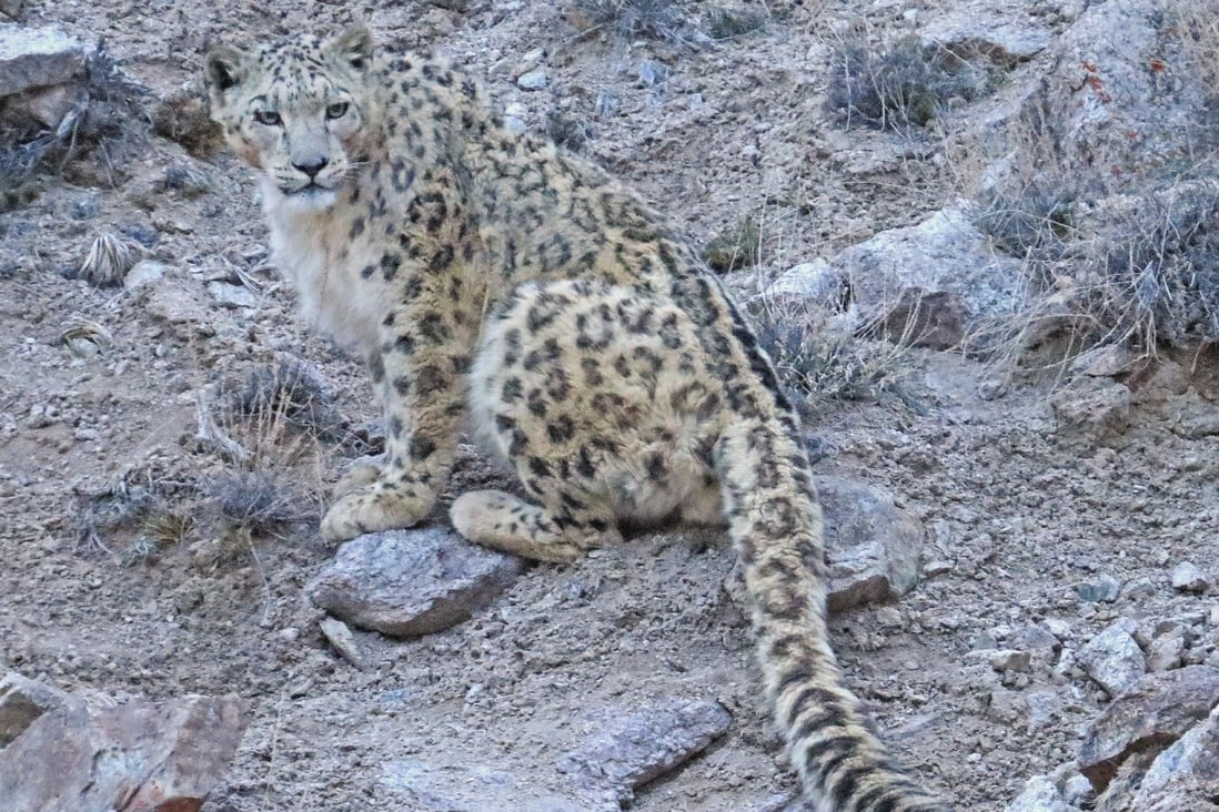 The elusive Ladakhi snow leopard. Photos: Daniel Allen; Snow Leopard Conservancy – India Trust