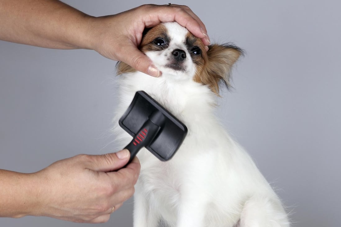 Puppy Love Grooming Near Me / Dog Grooming Puppy Love Wash Stock Image