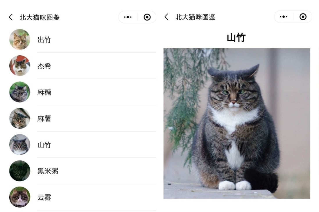 This WeChat mini program logs interesting details about Peking University’s stray cats. (Picture: Yan Yuan Mao)