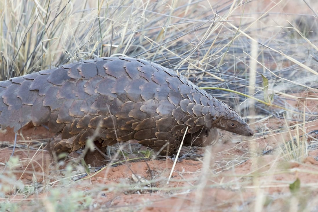A pangolin in South Africa. Photo: AFP