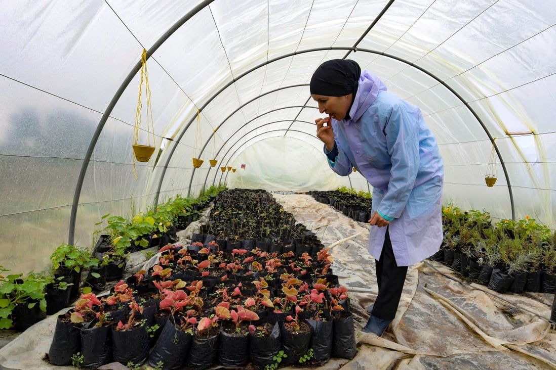Organic flower farmer Sonia Ibidhi in the greenhouse of her small farm, where she produces edible flowers. Photo: Fethi Belaid/AFP