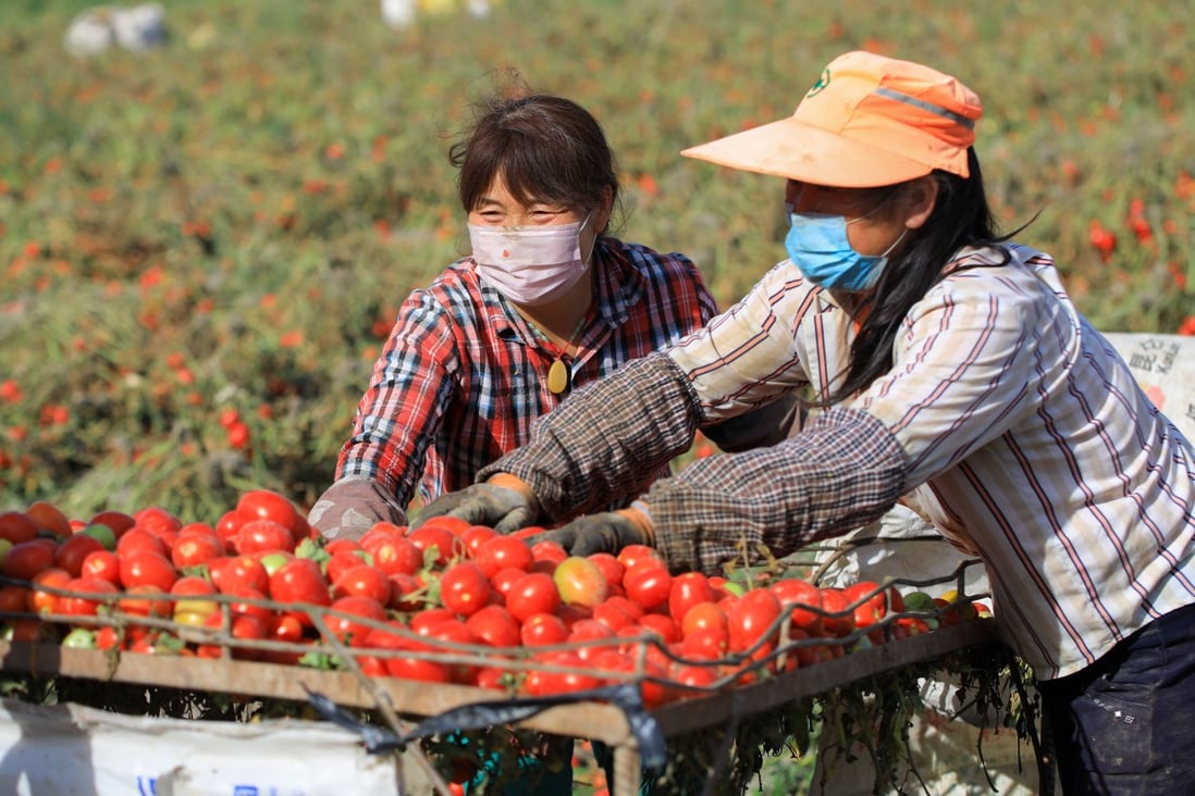 Farmers harvest tomatoes in Bohu County, in northwest Xinjiang Uygur Autonomous Region, on August 5, 2020. Photo: Xinhua
