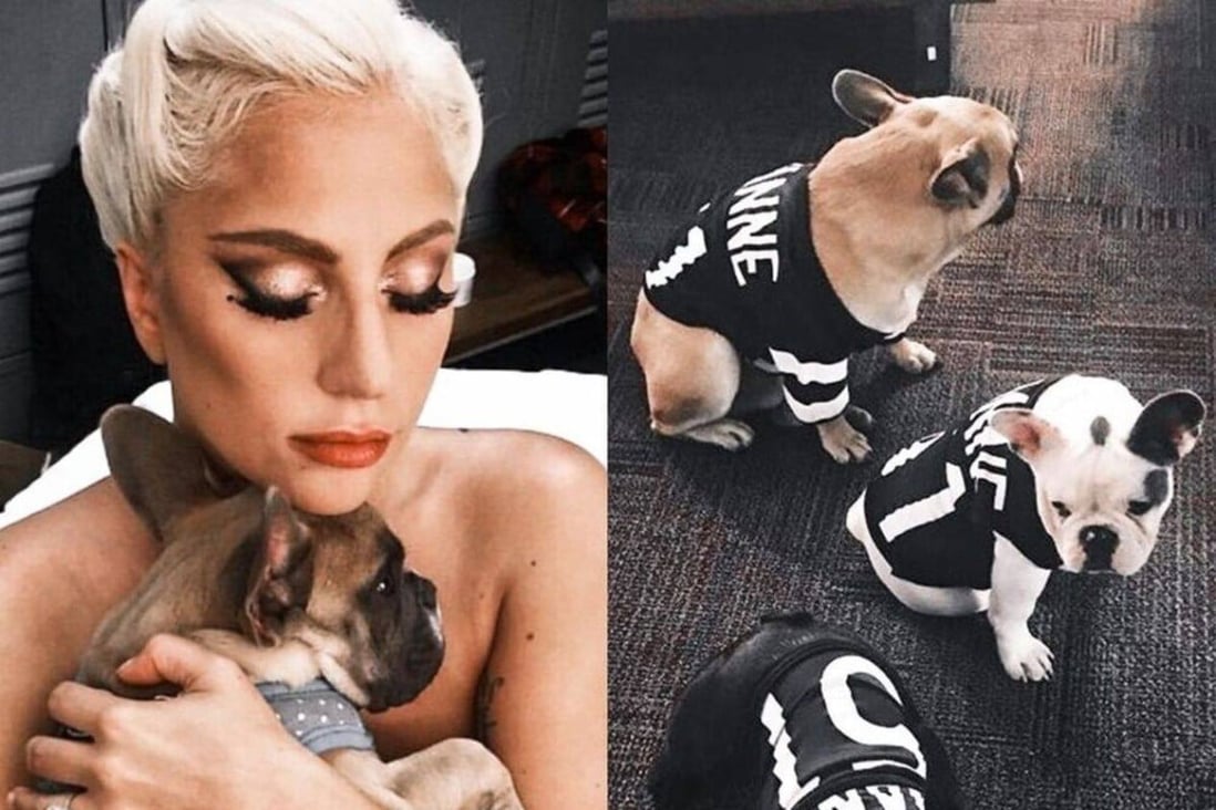 6 times Lady Gaga showed how much she loves her French bulldogs Miss ...