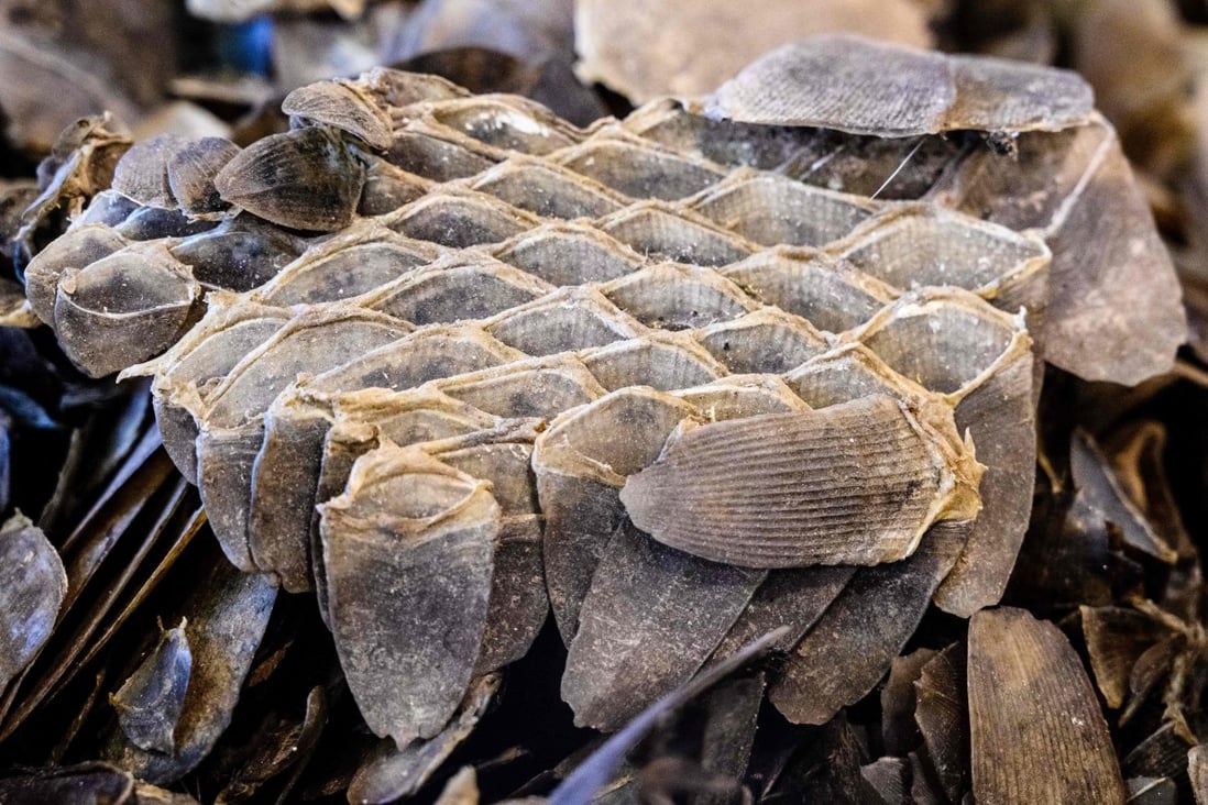 Pangolin scales seized by Hong Kong custom officers are shown on February 2, 2019. International trade in pangolin scales has been banned since 2017, yet its illicit trade has persisted. Photo: AFP