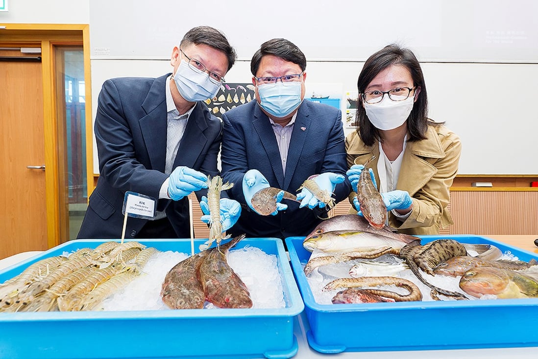 (From left) Professor Qiu Jianwen, Professor Kenneth Leung and Dr Lily Tao display fish commonly found in Hong Kong waters. Photo: City University 