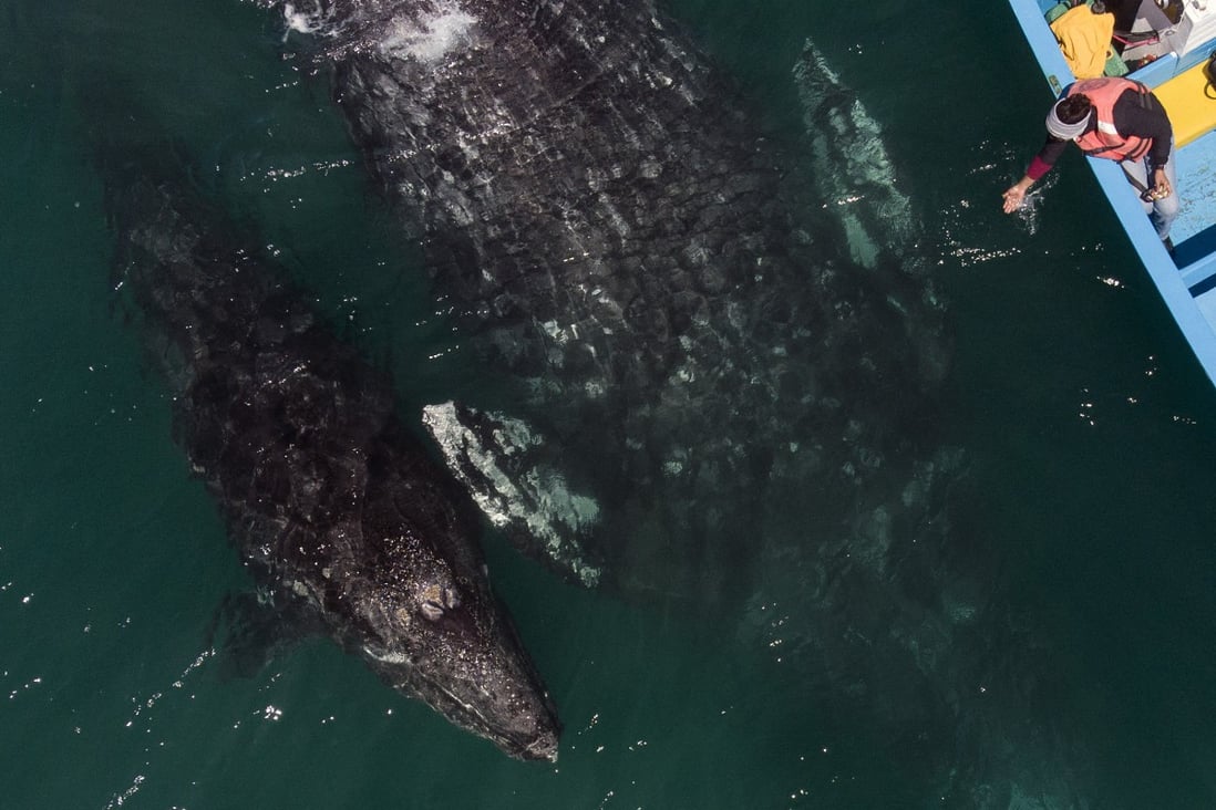 Grey whales swim near a whale watching boat off Baja California, Mexico. Each year hundreds of the whales migrate 9,000km south to give birth, attracting thousands of visitors. Photo: AFP
