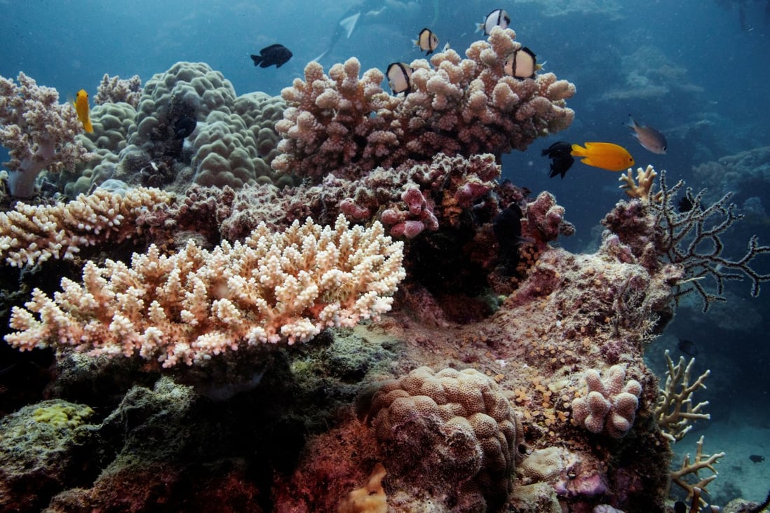 As the oceans warm, species have tracked their preferred temperatures by moving towards the poles. Photo: Reuters