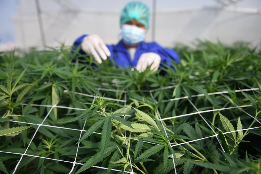 A worker inspects marijuana leaves at a farm in Thailand. Photo: Reuters