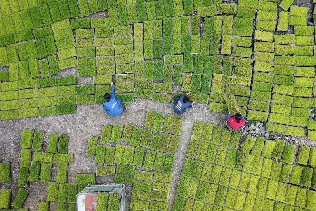Farmers at a seedling base in Jianhe in China’s southwestern Guizhou province. Chinese insurers’ rising exposure to agriculture was of particular concern, according to Moody’s, because of increasing economic losses from floods and storms, as well as the companies’ underinsuring of this exposure. Photo: AFP