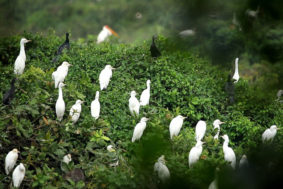Some of the birds that call Vedanthangal home. Photo: Arun and Shyam