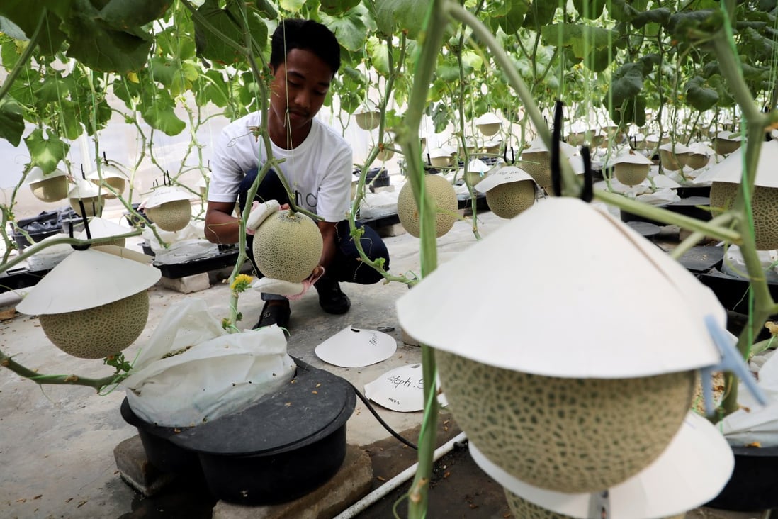A farmer polishes a Japanese muskmelon with facial pads at Mono Farm in Putrajaya. Photo: Reuters