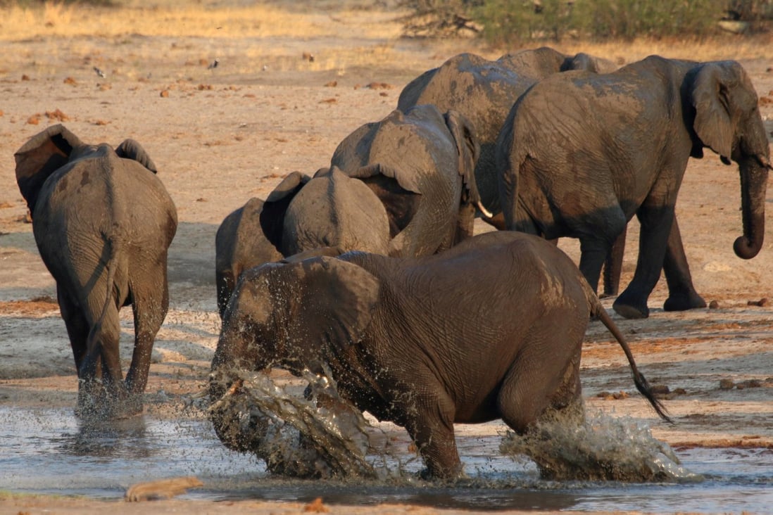 A herd of elephants at a watering hole inside Hwange National Park in Zimbabwe. File photo: Reuters