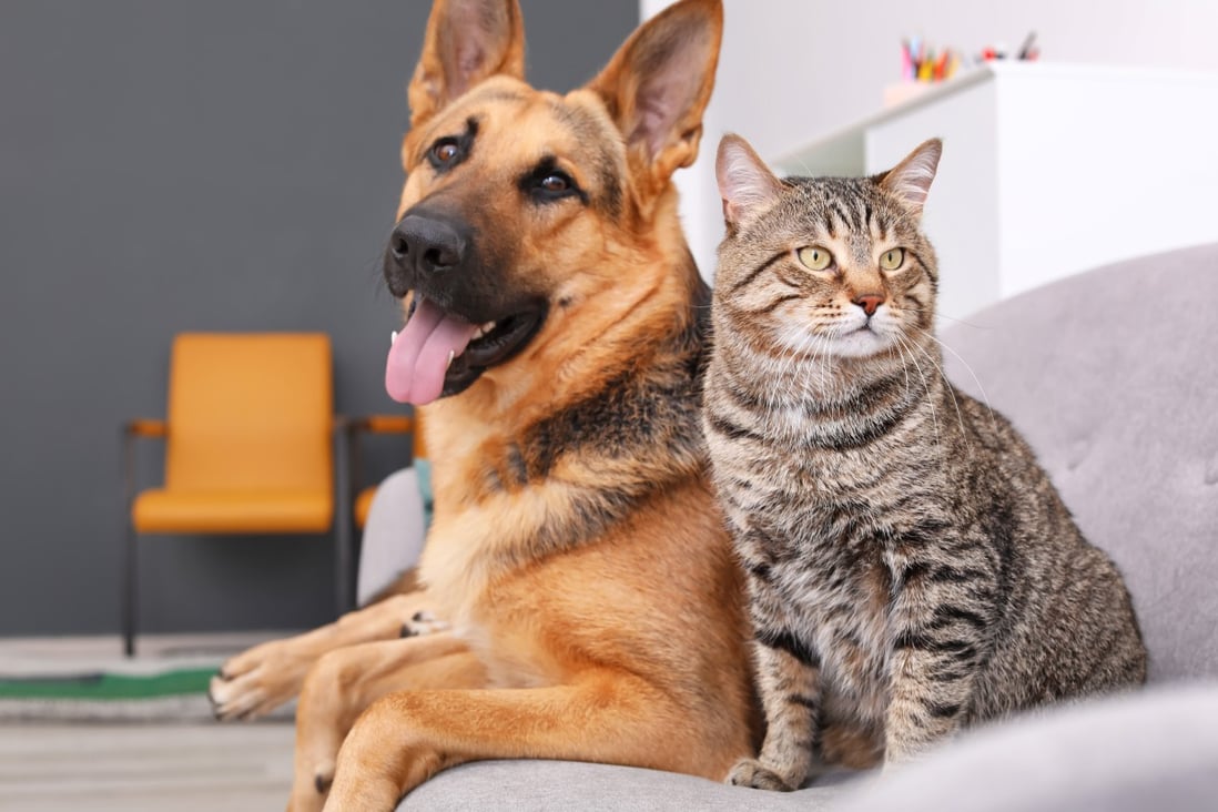 The benefits of having a furry companion are increasingly being recognised. Photo: Shutterstock