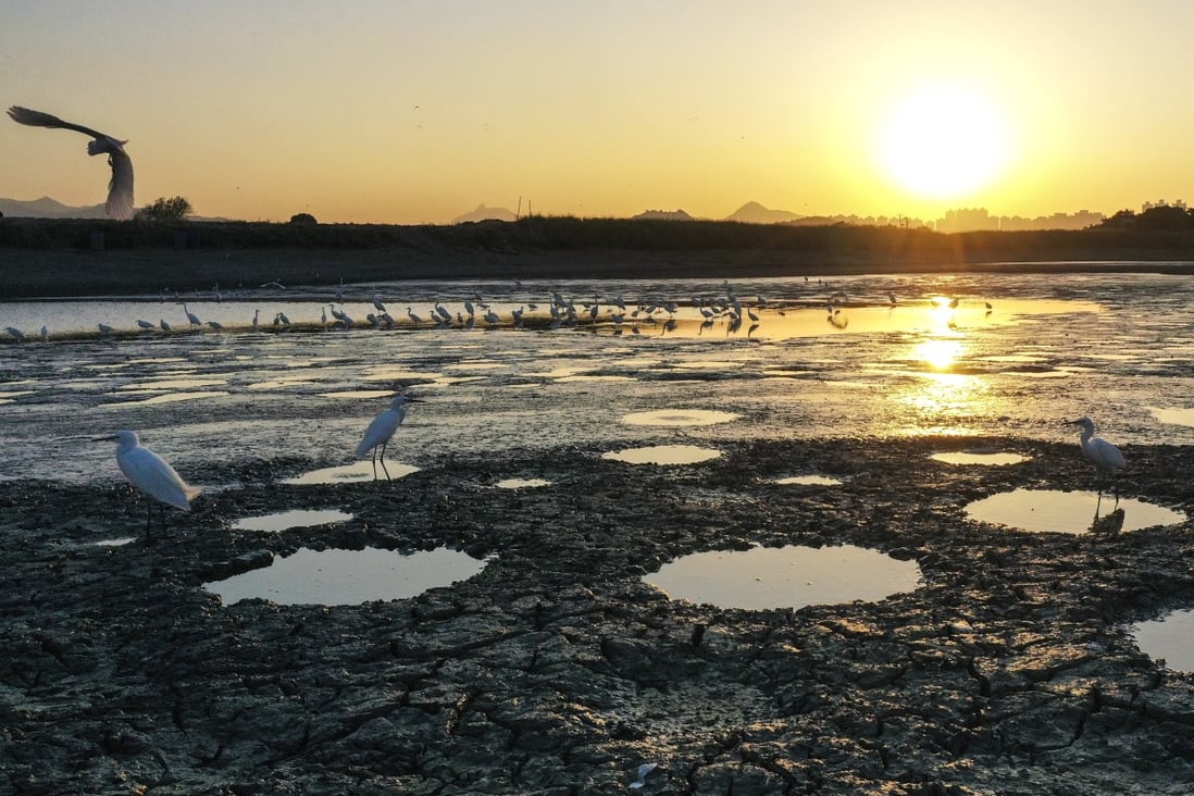 Migratory birds stop over on dried lands and fish ponds in Tai Sang Wai, near Mai Po nature reserve in Yuen Long on December 13, 2019. Photo: Winson Wong