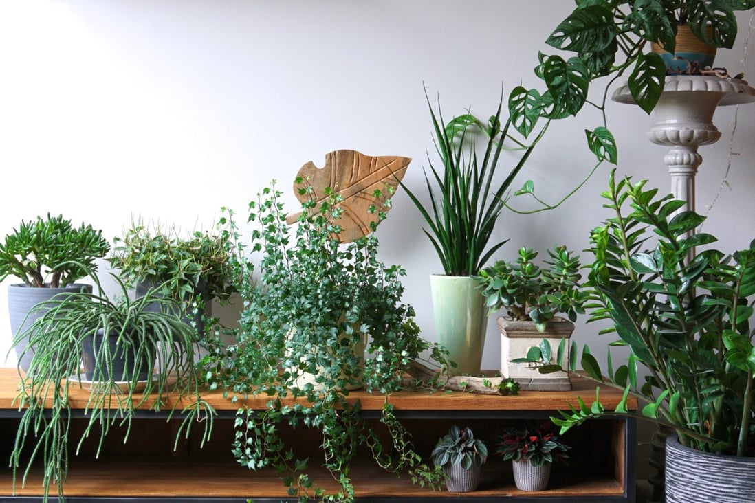 House plants have proven popular during the pandemic. Photo: Shutterstock