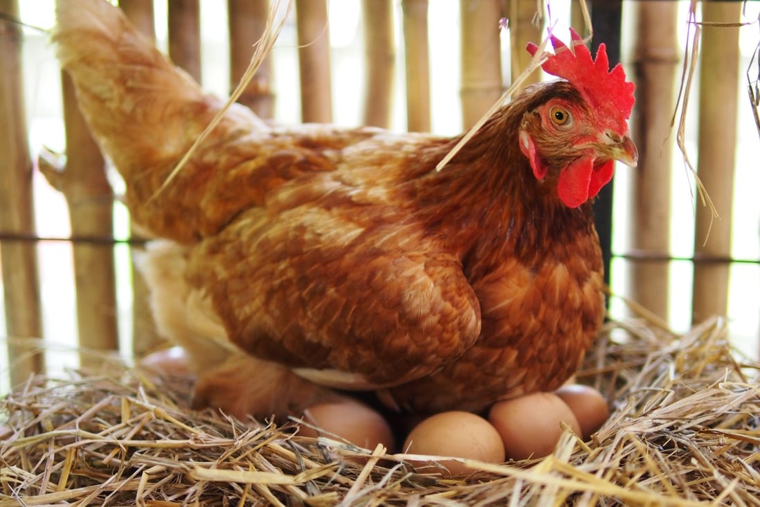 Local authorities are investigating after a Chinese journal published a paper claiming students had been able to hatch a chick from a boiled egg. Photo: Shutterstock
