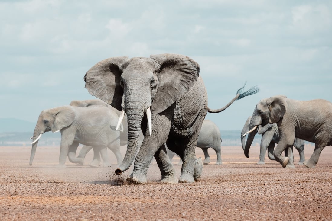 Download Elephant Baby Boom Drop In Ivory Poaching In Kenya S Amboseli National Park Offer Hope For The Future South China Morning Post