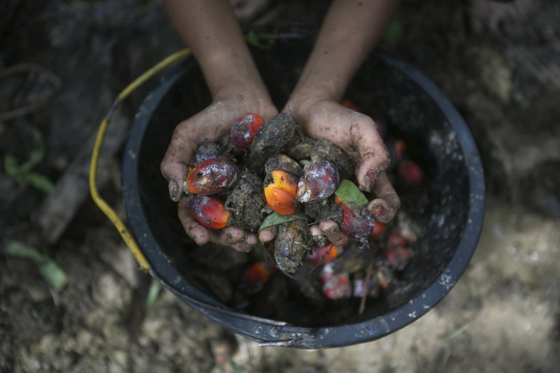 A girl holds palm oil fruit collected from a plantation in Sumatra, Indonesia. Photo: AP