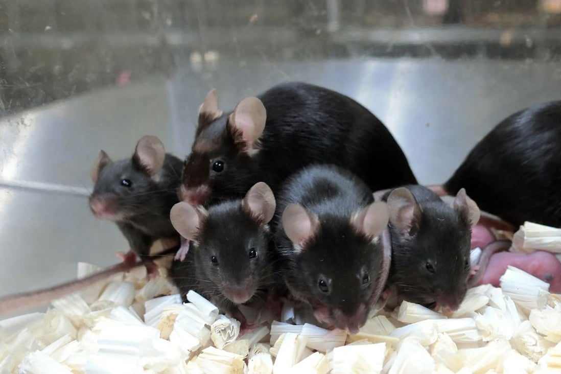 Japanese researchers found mouse sperm exposed to high levels of cosmic radiation for nearly six years produced a large brood of healthy, unremarkable ‘space pups’. Photo: Teruhiko Wakayama, University of Yamanashi / AFP
