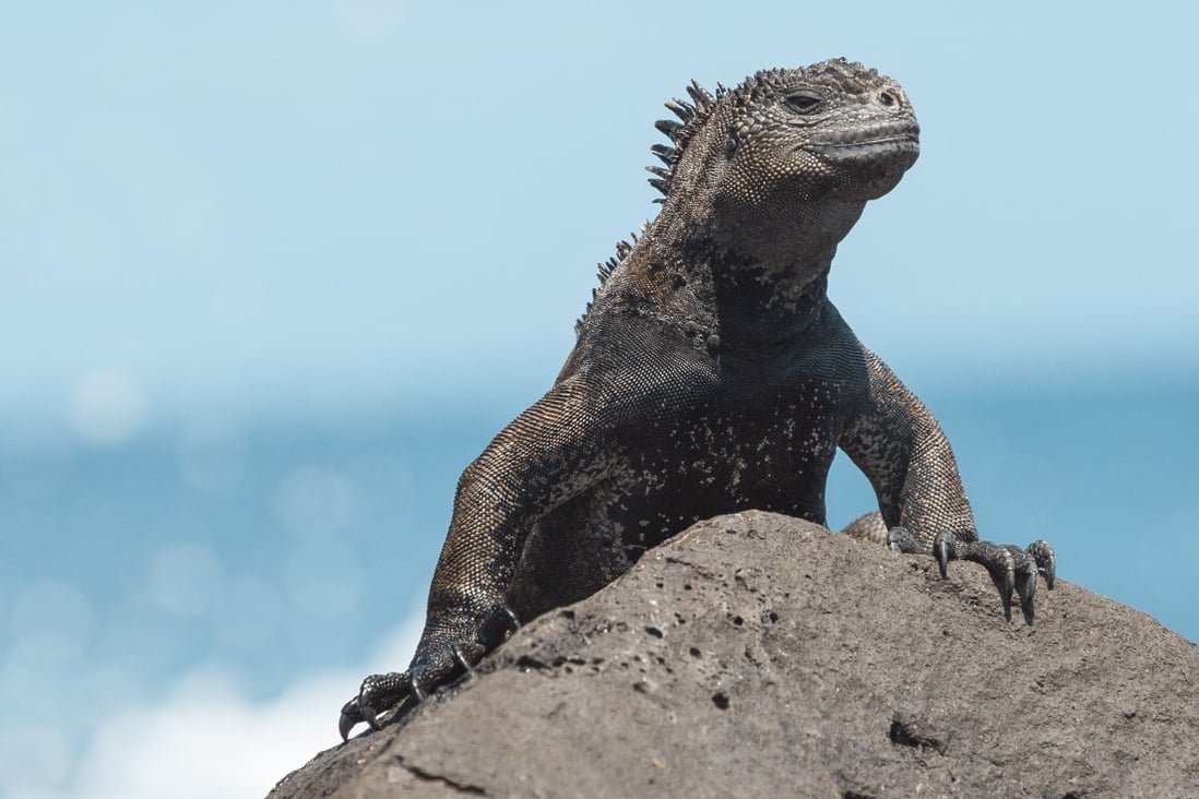 The marine iguana is one of the animals found only in the Galapagos Islands but which has suffered from the presence of introduced species. Leonardo DiCaprio’s donation will help reintroduce and increase native animal populations. Photo: Getty Images
