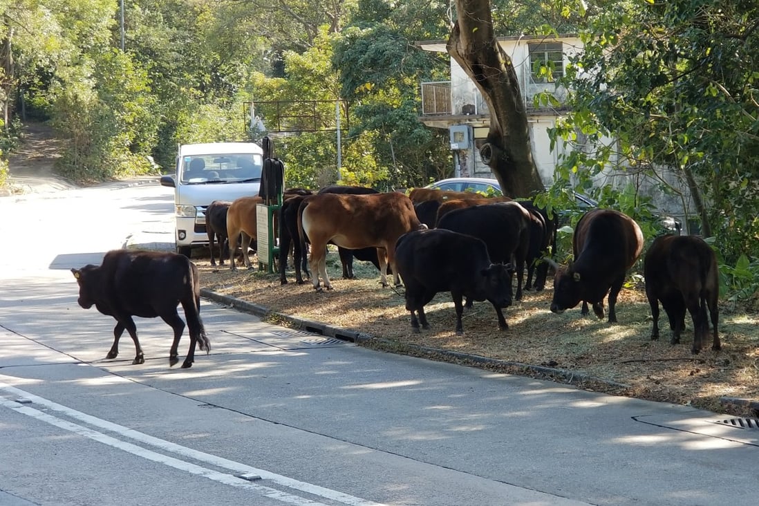 The Hong Kong government is trying to get rid of feral cows and buffalo. Cows in Cheung Sha, Lantau. Photo: Simon O’Reilly