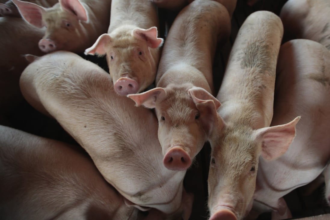 Pigs on a farm in Iowa. The average United States pig farm raises for slaughter more than 8,300 pigs a year, writes Henry Mance in How to Love Animals in a Human-Shaped World. Photo: Getty Images