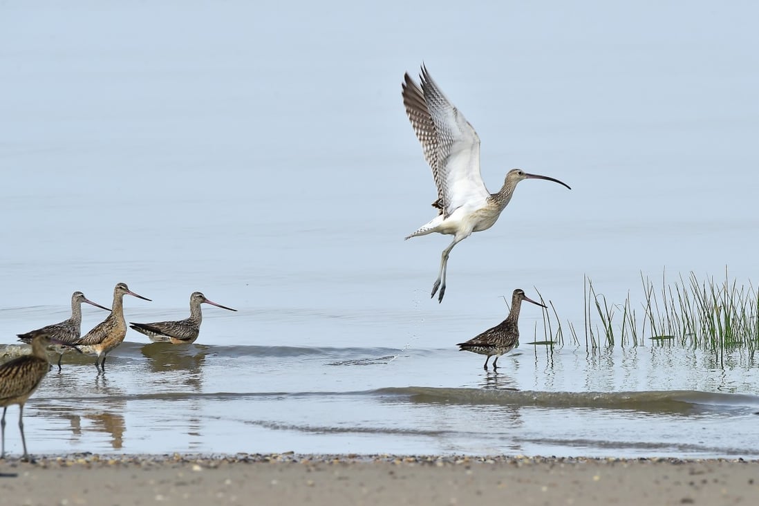 A longbill snipe on the shore at Seocheon, part of a new Unesco World Heritage site comprising four tidal flats in South Korea. Photo: Shutterstock