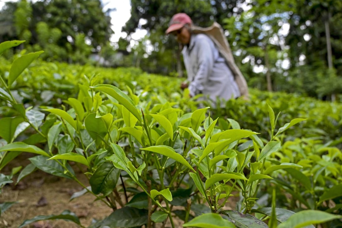 A labourer works at a tea plantation in Ratnapura, Sri Lanka. The country’s organic farming revolution is threatening its prized tea industry, growers say. Photo: AFP