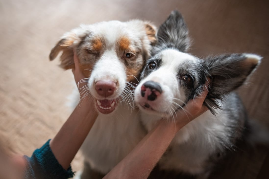 Stroking a pet can activate the release of oxytocin in the brain, which contributes to wellbeing and ability to handle stress, studies have found. Photo: Getty Images