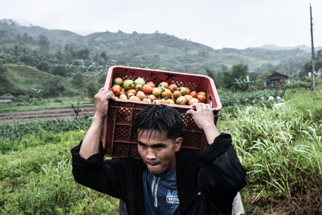 Jovanie Carpio carries a crate of tomatoes in Kasibu, the Philippines. Photo: Xyza Cruz Bacani