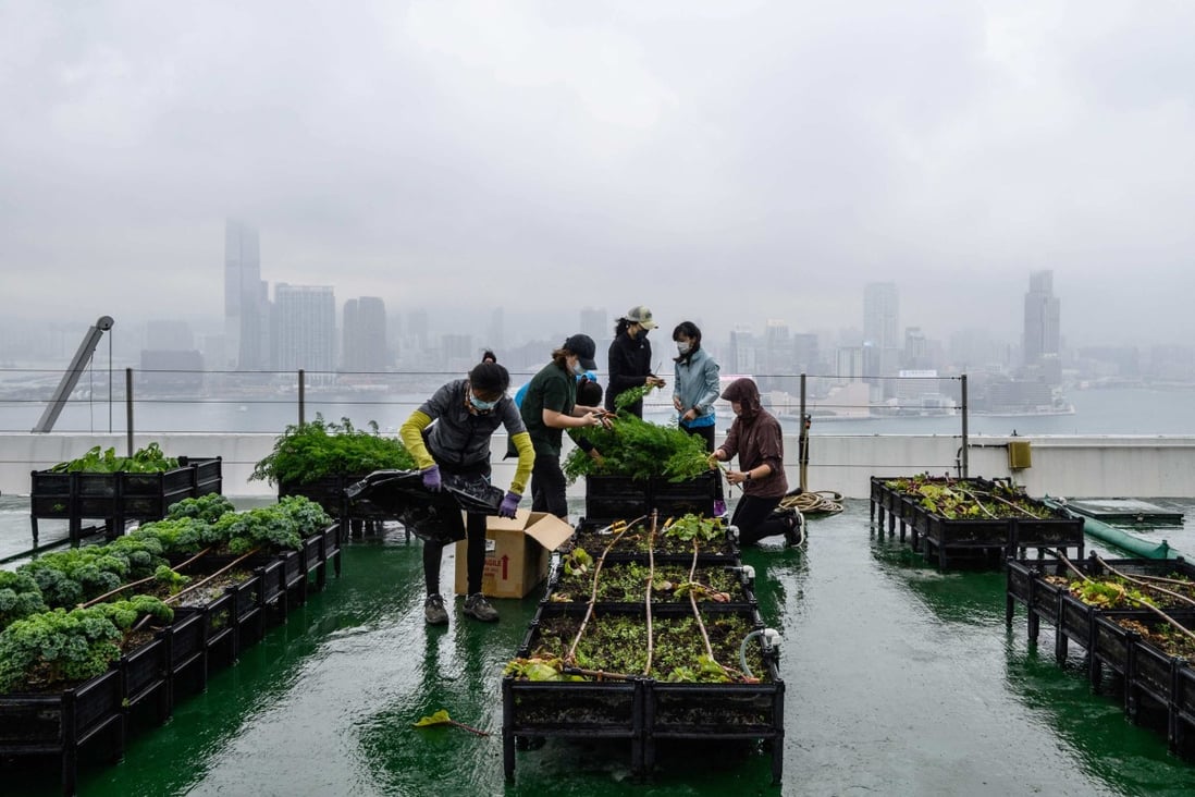 Urban farmers harvest vegetables grown on the rooftop of the Bank of America tower in Hong Kong on April 9. Urban farming is being promoted by Hong Kong social enterprises. Photo: AFP