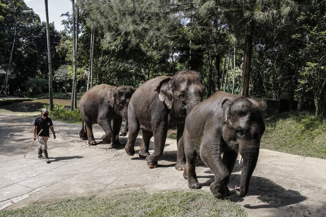 Sumatran elephants at the Bali Elephant Camp, Badung, in April last year. Photo: NurPhoto via Getty Images