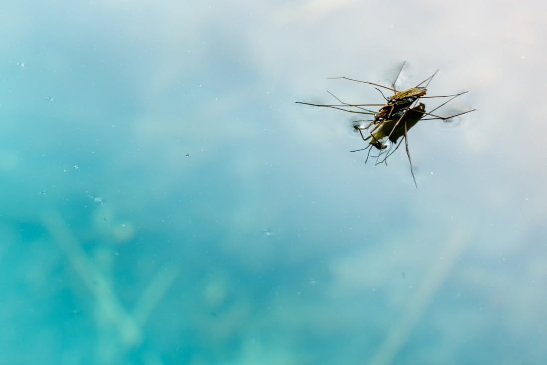 There’s an insect apocalypse in the Maldives and it’s because of tourism and pesticides. Photo: Getty Images/iStockphoto